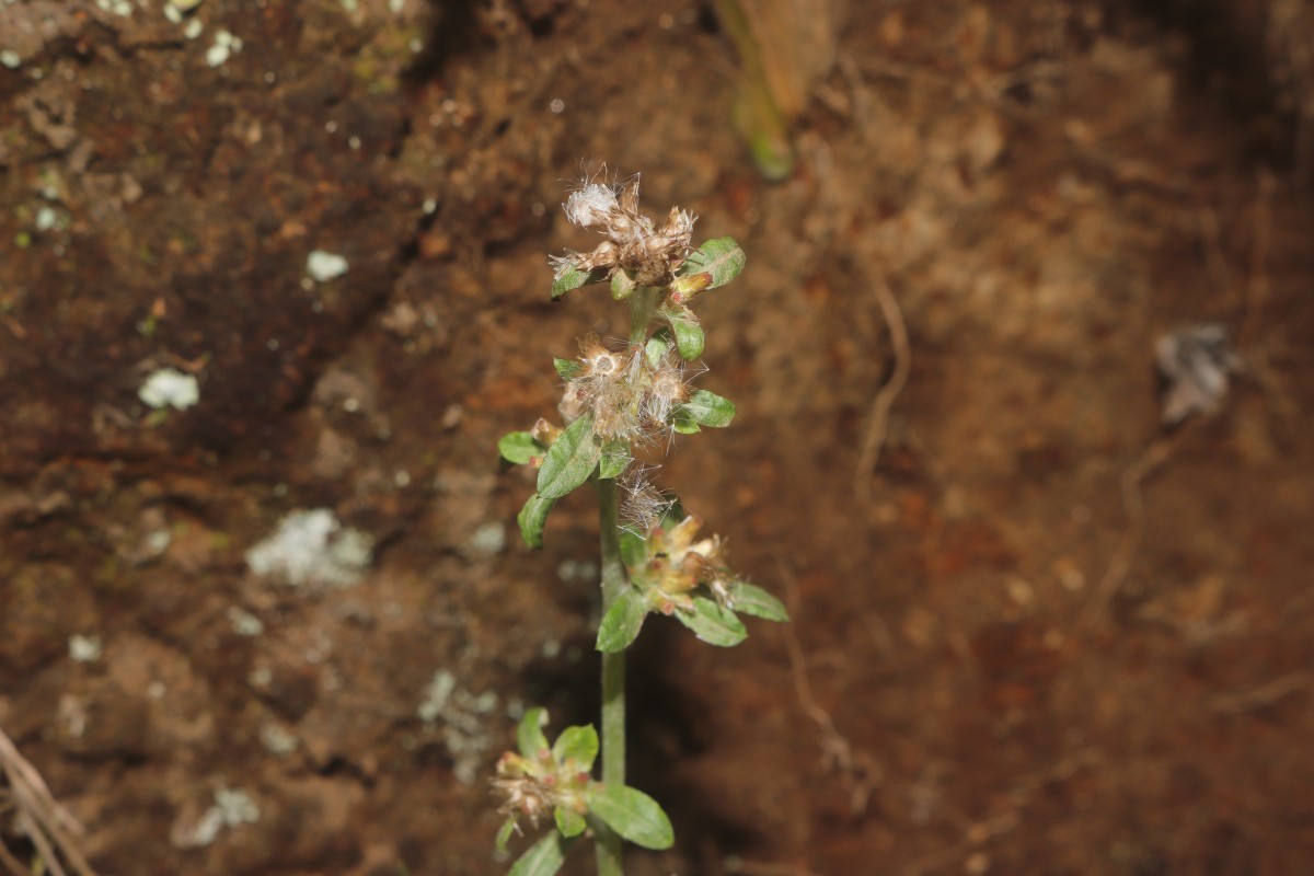 Gamochaeta pensylvanica (Willd.) Cabrera